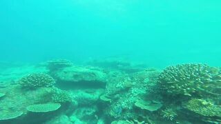 Silhouette, Сейшелы - встреча с акулой: безопасна ли рыбалка рядом