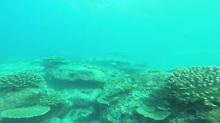 Silhouette, Сейшелы - встреча с акулой: безопасна ли рыбалка рядом