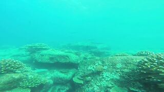 Silhouette, Сейшелы - встреча с акулой: безопасна ли рыбалка рядом