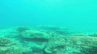 Silhouette, Сейшелы - встреча с акулой: безопасна ли рыбалка рядом