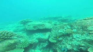 Silhouette, Сейшелы - встреча с акулой: безопасна ли рыбалка рядом