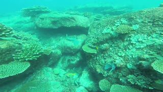 Silhouette, Сейшелы - встреча с акулой: безопасна ли рыбалка рядом