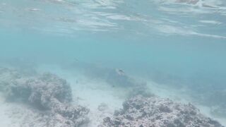 Silhouette Island, Hilton Labriz - кто водится на домашнем рифе