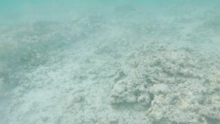 Silhouette Island, Hilton Labriz - кто водится на домашнем рифе