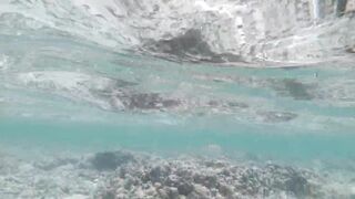 Silhouette Island, Hilton Labriz - кто водится на домашнем рифе