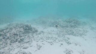 Silhouette Island, Hilton Labriz - кто водится на домашнем рифе