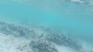 Silhouette Island, Hilton Labriz - кто водится на домашнем рифе