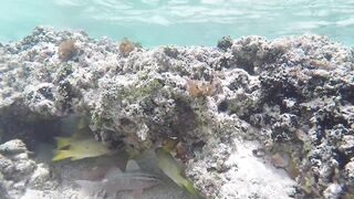 Silhouette Island, Hilton Labriz - кто водится на домашнем рифе