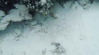 Silhouette Island, Hilton Labriz - кто водится на домашнем рифе