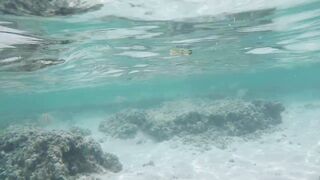 Silhouette Island, Hilton Labriz - кто водится на домашнем рифе