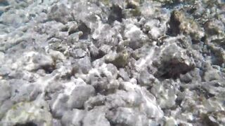 Silhouette Island, Hilton Labriz - кто водится на домашнем рифе