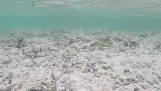 Silhouette Island, Hilton Labriz - кто водится на домашнем рифе