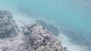 Silhouette Island, Hilton Labriz - кто водится на домашнем рифе