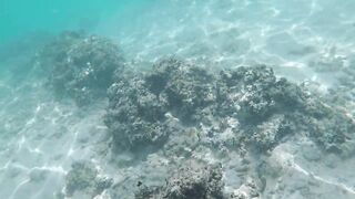 Silhouette Island, Hilton Labriz - кто водится на домашнем рифе