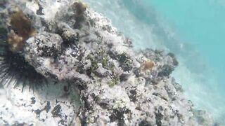 Silhouette Island, Hilton Labriz - кто водится на домашнем рифе