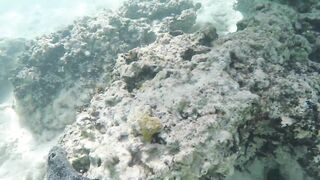 Silhouette Island, Hilton Labriz - кто водится на домашнем рифе