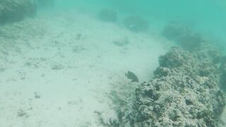 Silhouette Island, Hilton Labriz - кто водится на домашнем рифе