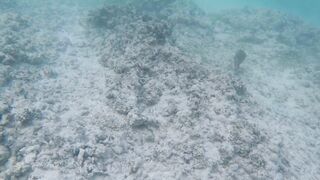 Silhouette Island, Hilton Labriz - кто водится на домашнем рифе