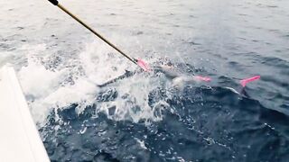 Denis Island, Сейшелы - красота острова и морская рыбалка у бровки