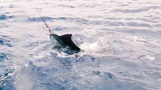 Denis Island, Сейшелы - красота острова и морская рыбалка у бровки