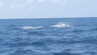 Сейшелы, Desroches - морская рыбалка на свалах и в лагуне