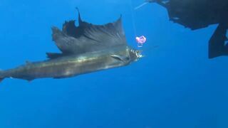 Сейшелы, Desroches - морская рыбалка на свалах и в лагуне