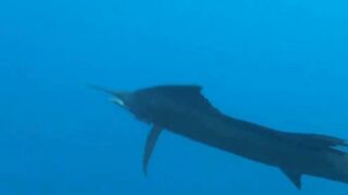 Сейшелы, Desroches - морская рыбалка на свалах и в лагуне