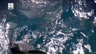 Desroches - Freespool, эпизод 23: главные поклёвки и кадры