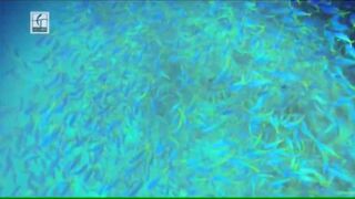 Desroches - Freespool, эпизод 23: главные поклёвки и кадры