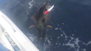 Desroches Island - морская рыбалка на краю рифа, смена приманок