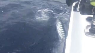 Desroches Island - морская рыбалка на краю рифа, смена приманок