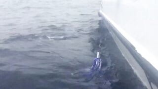 Desroches Island - морская рыбалка на краю рифа, смена приманок