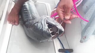 Desroches Island - морская рыбалка на краю рифа, смена приманок