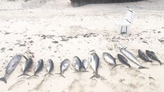 Desroches Island - морская рыбалка на краю рифа, смена приманок