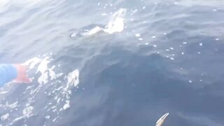 Desroches Island - морская рыбалка на краю рифа, смена приманок