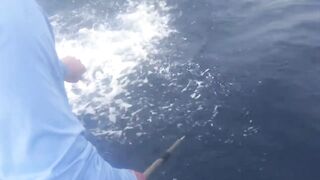 Desroches Island - морская рыбалка на краю рифа, смена приманок