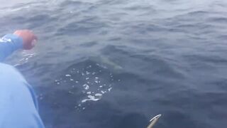 Desroches Island - морская рыбалка на краю рифа, смена приманок