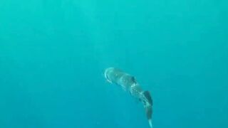 Desroches Island - под водой: кораллы, рыбы и тени хищника