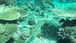 Desroches Island - под водой: кораллы, рыбы и тени хищника