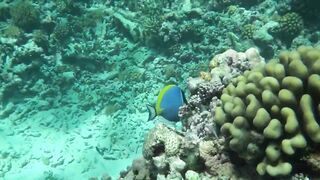 Desroches Island - под водой: кораллы, рыбы и тени хищника