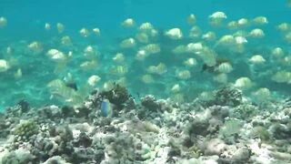 Desroches Island - под водой: кораллы, рыбы и тени хищника