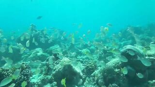 Desroches Island - под водой: кораллы, рыбы и тени хищника