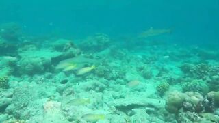 Desroches Island - под водой: кораллы, рыбы и тени хищника