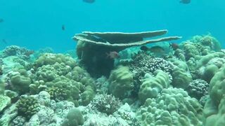 Desroches Island - под водой: кораллы, рыбы и тени хищника