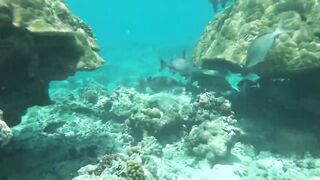 Desroches Island - под водой: кораллы, рыбы и тени хищника
