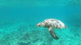 Desroches Island - под водой: кораллы, рыбы и тени хищника