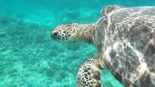 Desroches Island - под водой: кораллы, рыбы и тени хищника