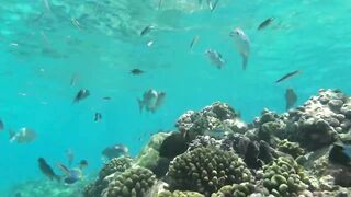 Desroches Island - под водой: кораллы, рыбы и тени хищника