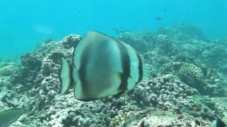 Desroches Island - под водой: кораллы, рыбы и тени хищника