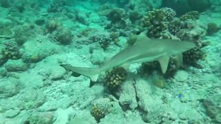 Desroches Island - под водой: кораллы, рыбы и тени хищника